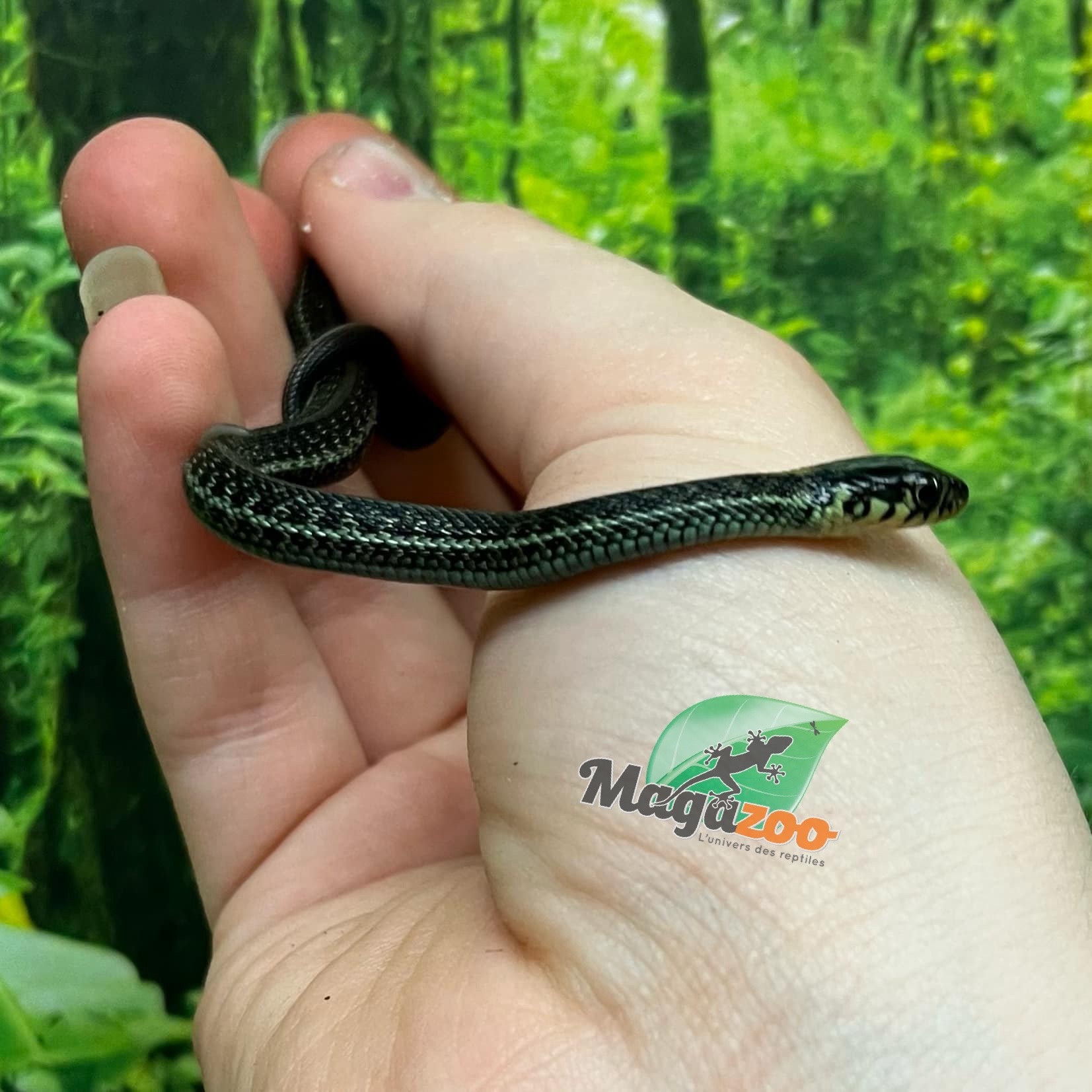 Magazoo Baby Chapala lake garter snake CB Novembre 2024 / Thamnophis eques obscurus