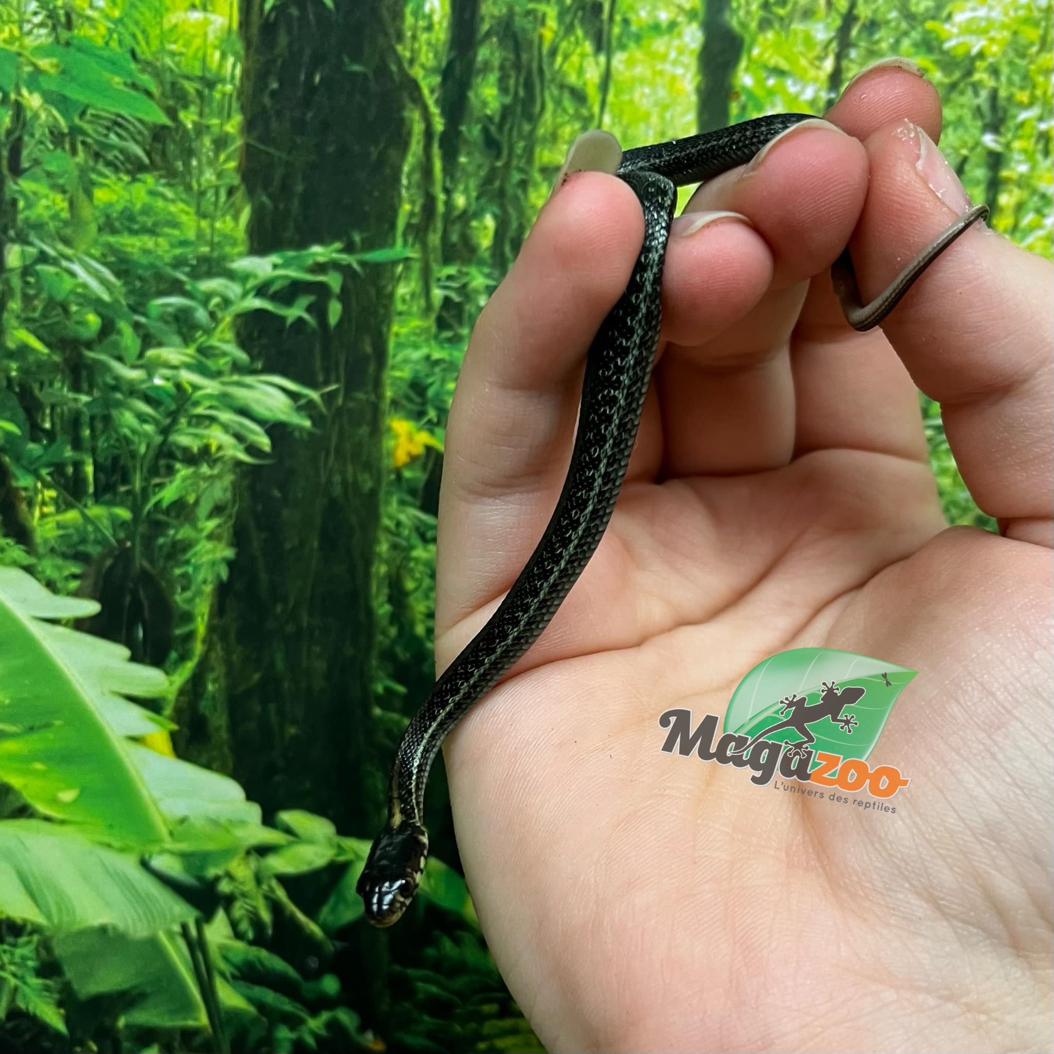 Magazoo Baby Chapala lake garter snake CB Novembre 2024 / Thamnophis eques obscurus