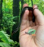 Magazoo Couleuvre du lac Chapala Bébé (Reproduit en captivité) Septembre 2024 / Thamnophis eques obscurus Male
