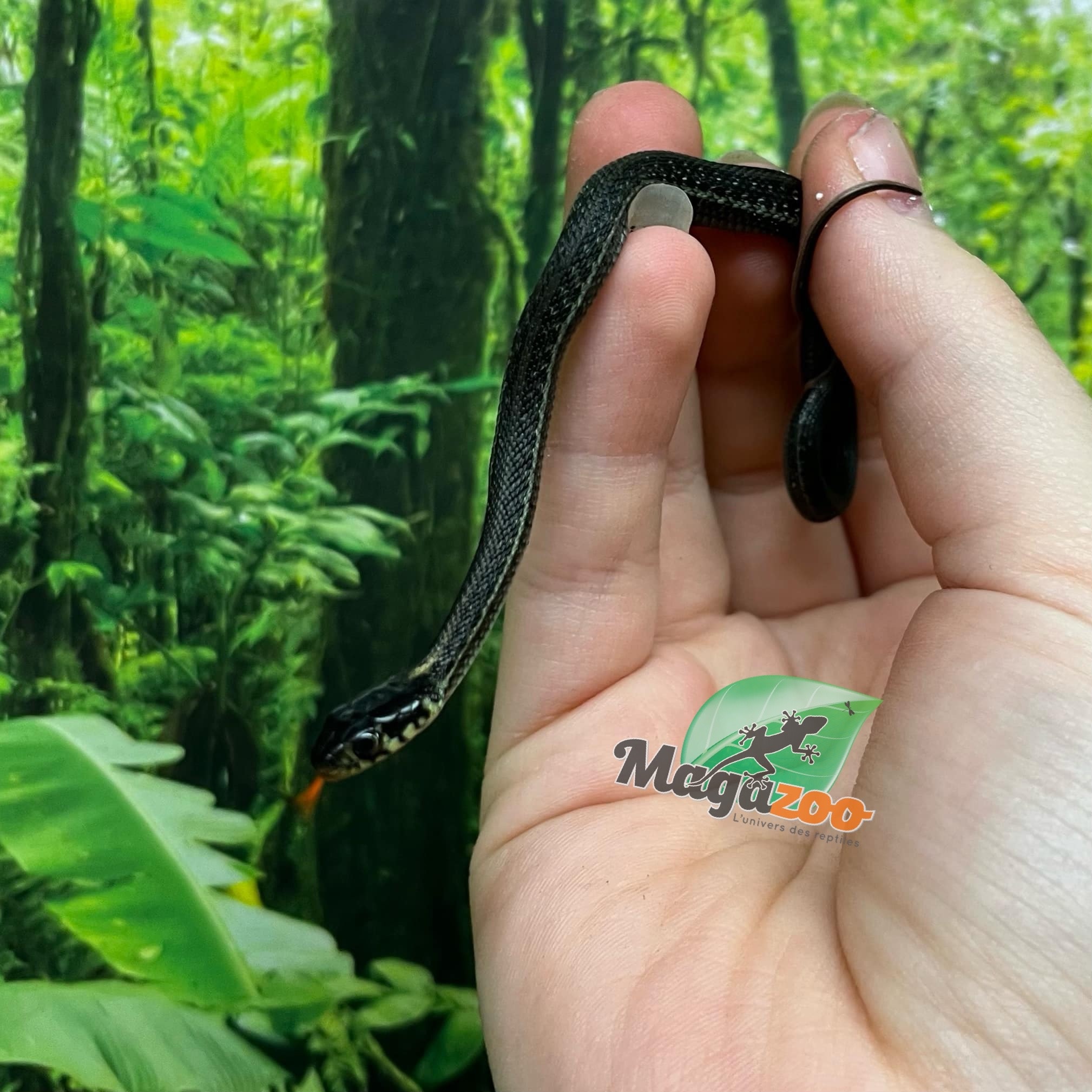 Magazoo Baby Chapala lake garter snake CB Novembre 2024 / Thamnophis eques obscurus