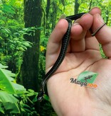 Magazoo Baby Chapala lake garter snake CB Novembre 2024 / Thamnophis eques obscurus