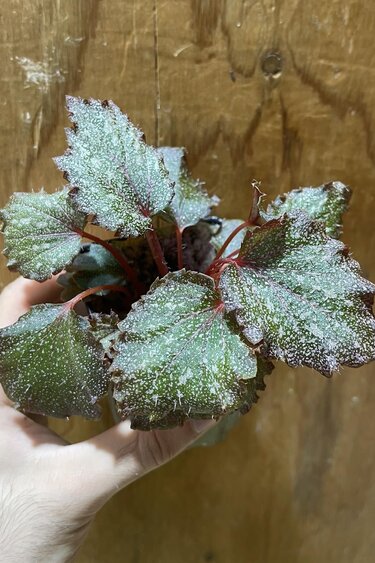 La Swamp Plante Begonia Rex "Purple Spec