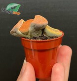 Magazoo Plante Caillou / Lithops - Mini colonie