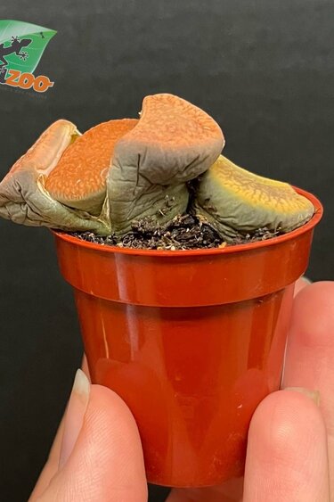 Magazoo Plante Caillou / Lithops - Mini colonie