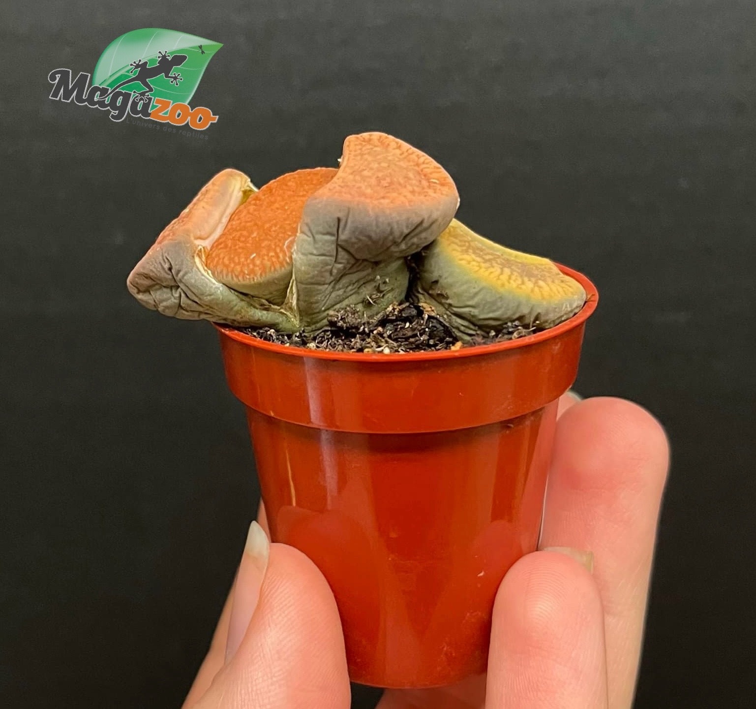 Magazoo Plante Caillou / Lithops - Mini colonie