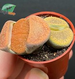 Magazoo Plante Caillou / Lithops - Mini colonie