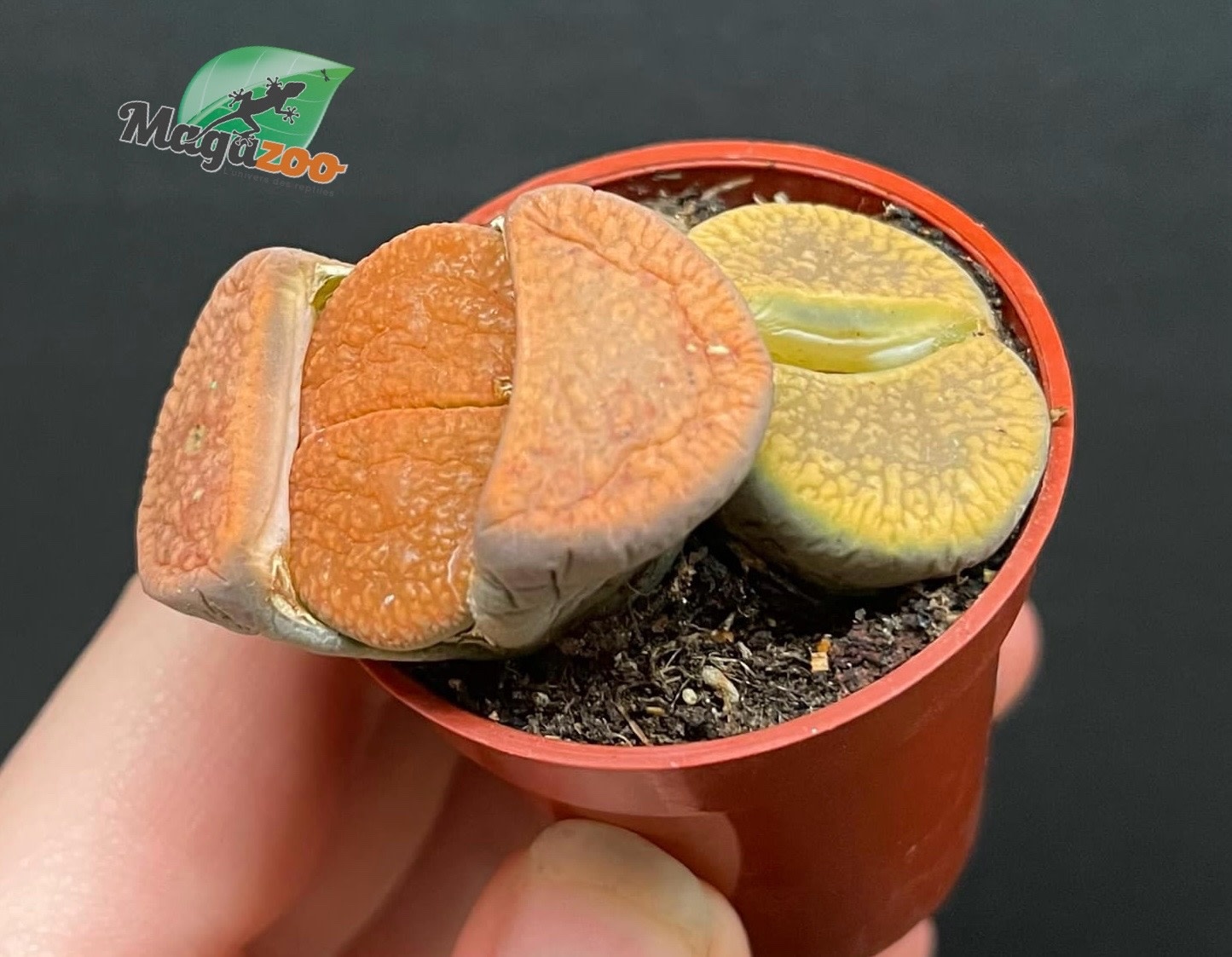 Magazoo Plante Caillou / Lithops - Mini colonie