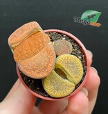 Magazoo Plante Caillou / Lithops - Mini colonie