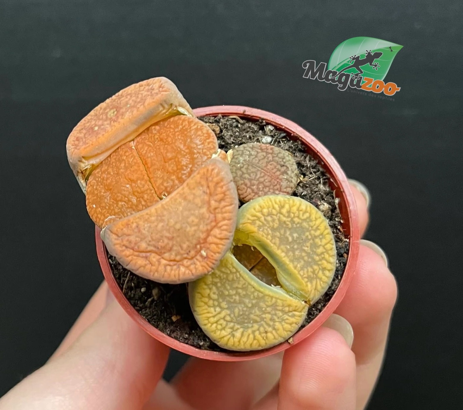 Magazoo Plante Caillou / Lithops - Mini colonie