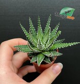Magazoo Haworthia Attenuata
