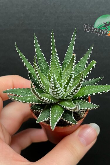 Magazoo Plante Haworthia Attenuata 4cm