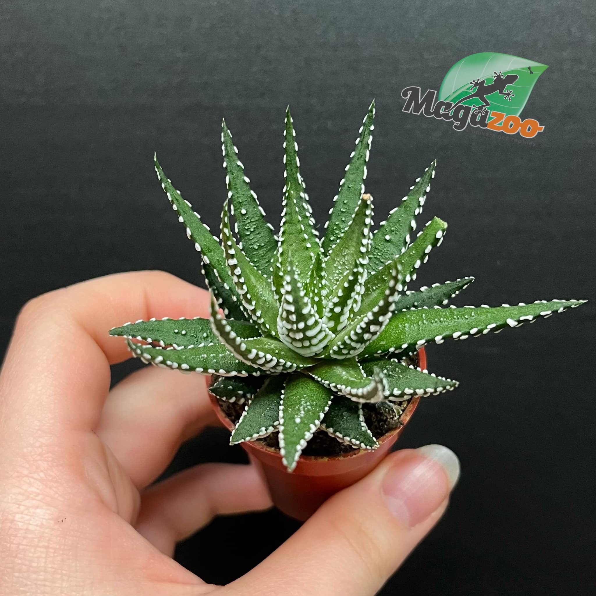 Magazoo Haworthia Attenuata
