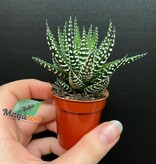 Magazoo Plante Haworthia Attenuata 4cm