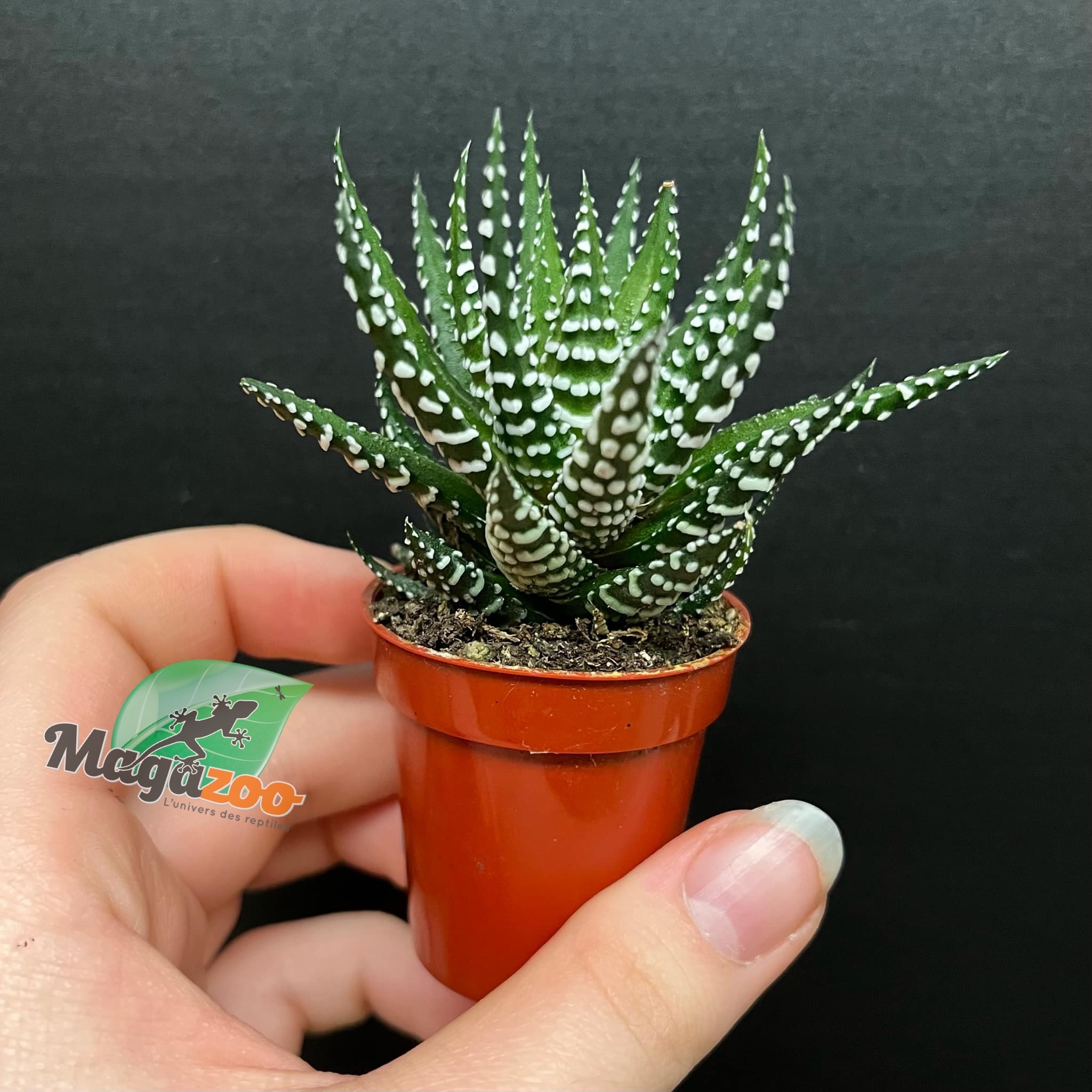 Magazoo Plante Haworthia Attenuata 4cm