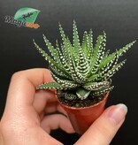 Magazoo Haworthia Attenuata