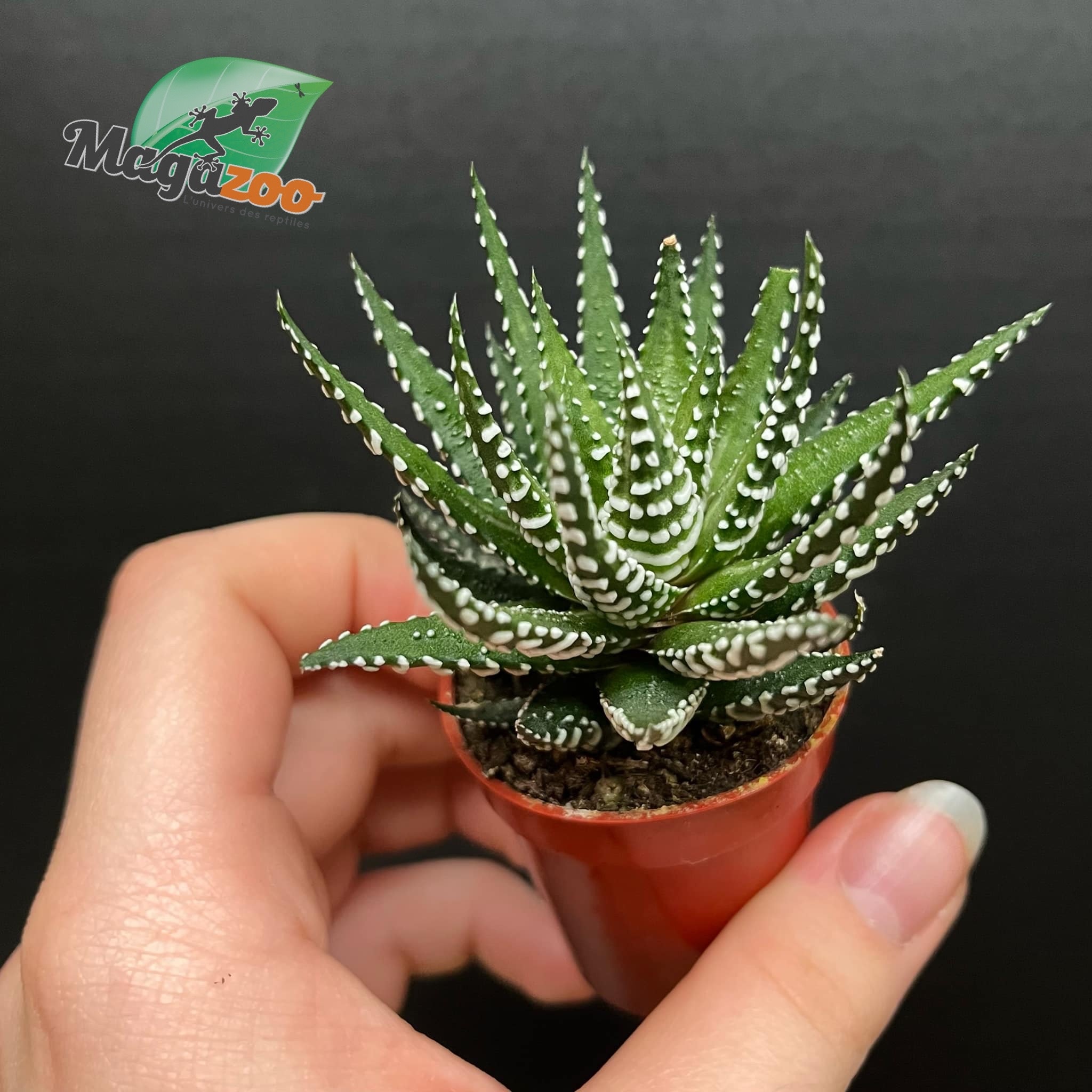 Magazoo Plante Haworthia Attenuata 4cm