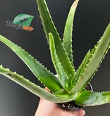 Magazo Aloe Vera 'Barbadensis' /Aloes 10cm