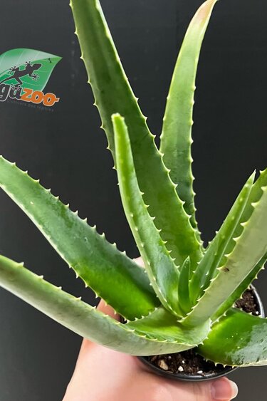 Magazo Plante Aloe Vera 'Barbadensis' /Aloes 10cm