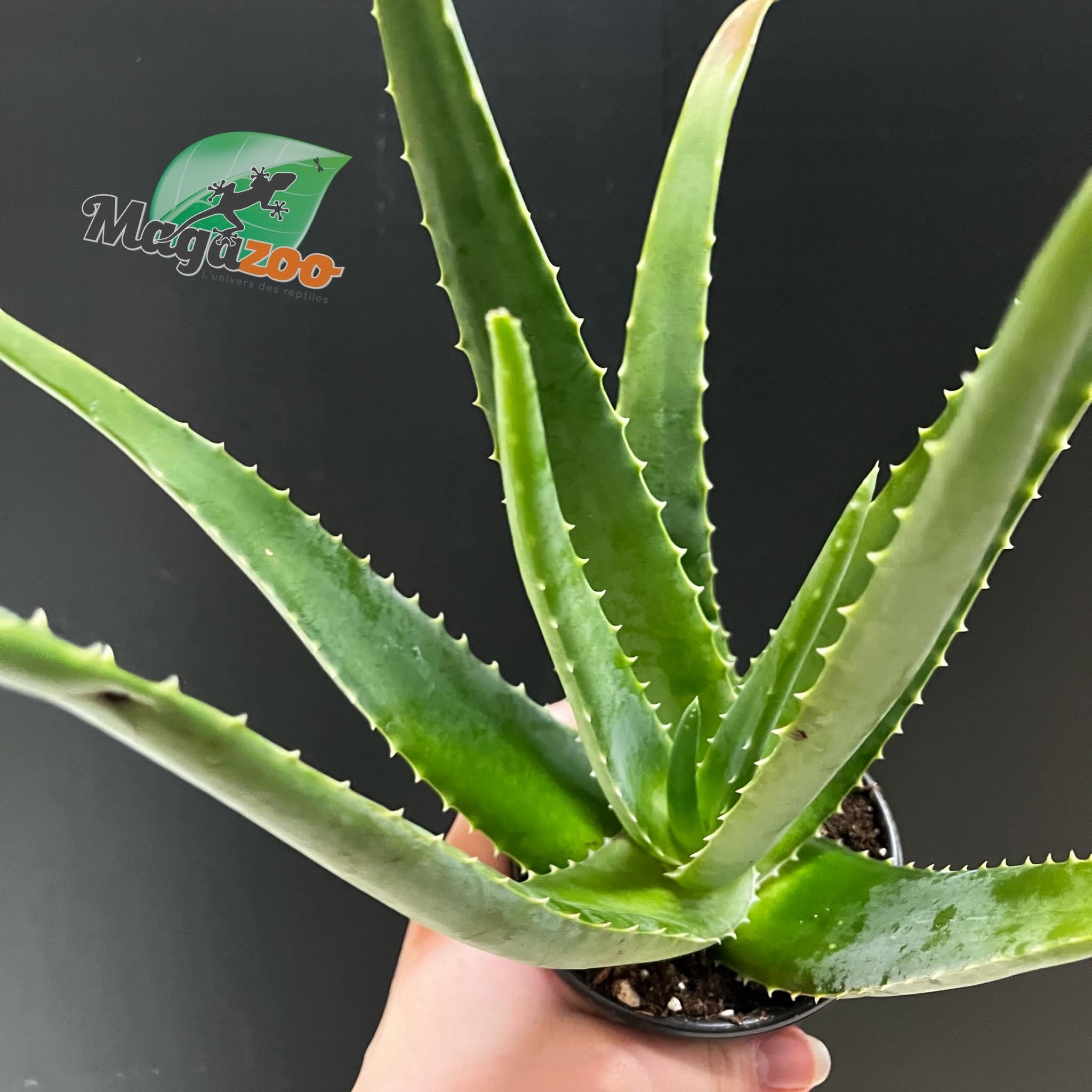 Magazo Aloe Vera 'Barbadensis' /Aloes 10cm