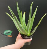 Magazo Plante Aloe Vera 'Barbadensis' /Aloes 10cm