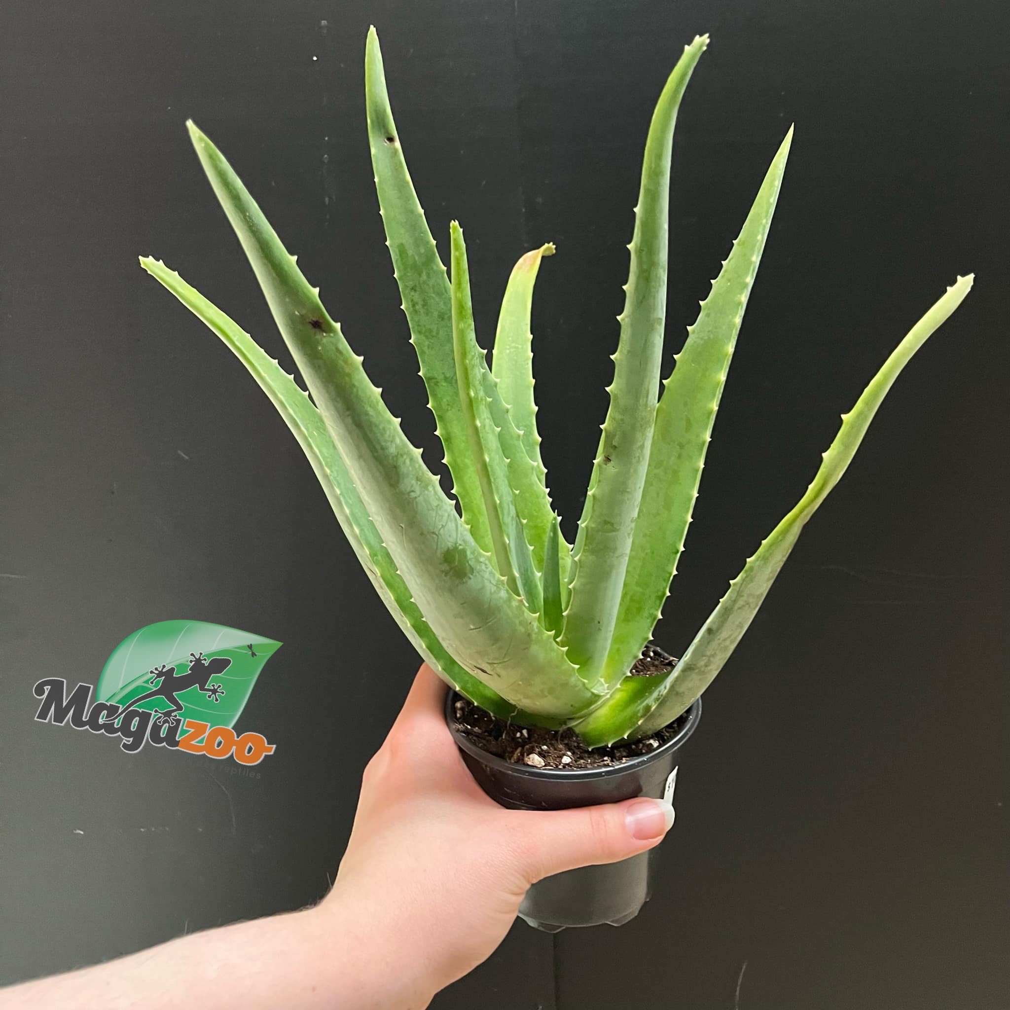 Magazo Plante Aloe Vera 'Barbadensis' /Aloes 10cm