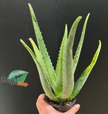 Magazo Plante Aloe Vera 'Barbadensis' /Aloes 10cm