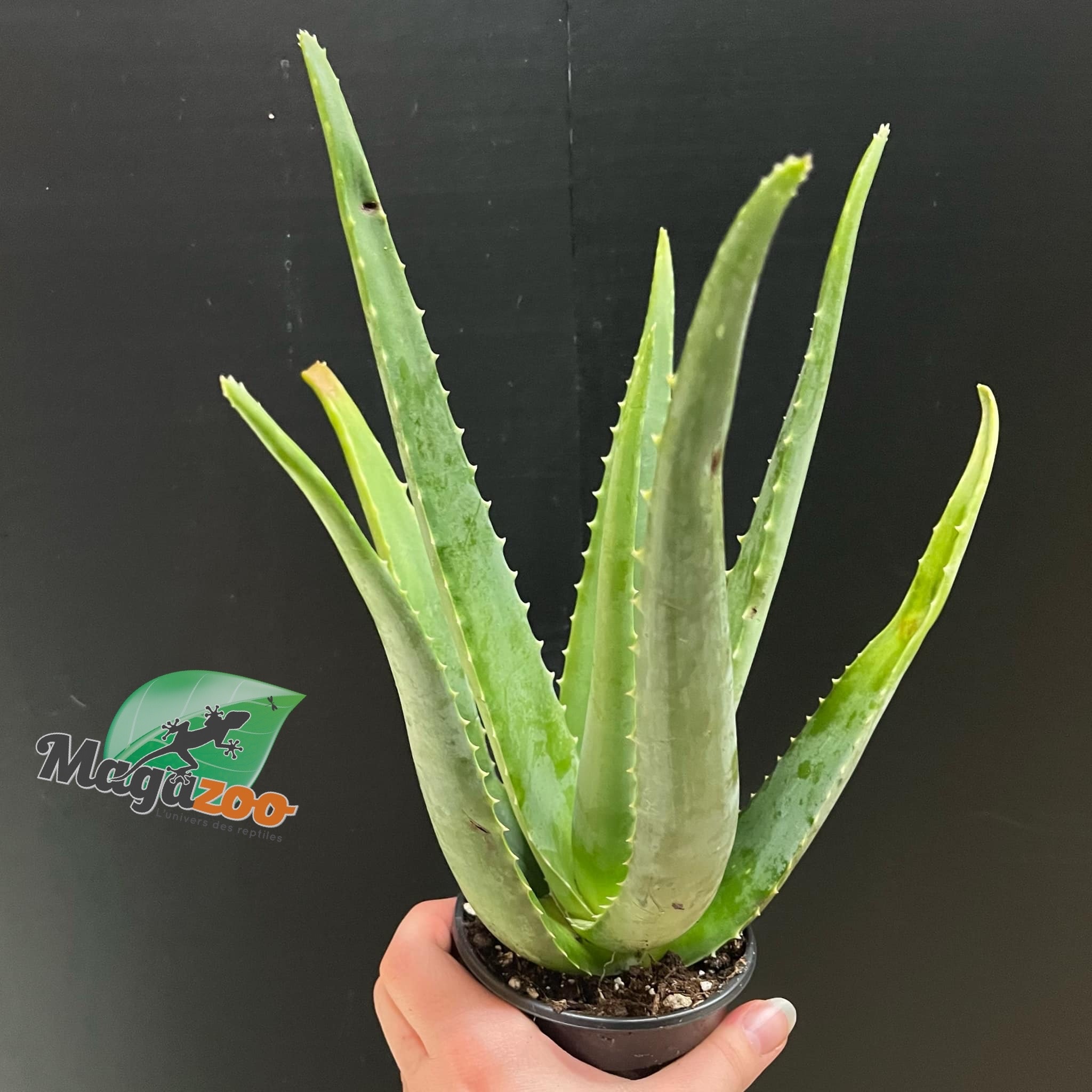 Magazo Plante Aloe Vera 'Barbadensis' /Aloes 10cm