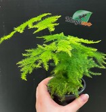 Magazoo Plante Asparagus Plumosus/Asparagus Fern/Asparagus 'Setaceus' 9cm