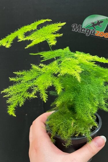 Magazoo Plante Asparagus Plumosus/Asparagus Fern/Asparagus 'Setaceus' 9cm