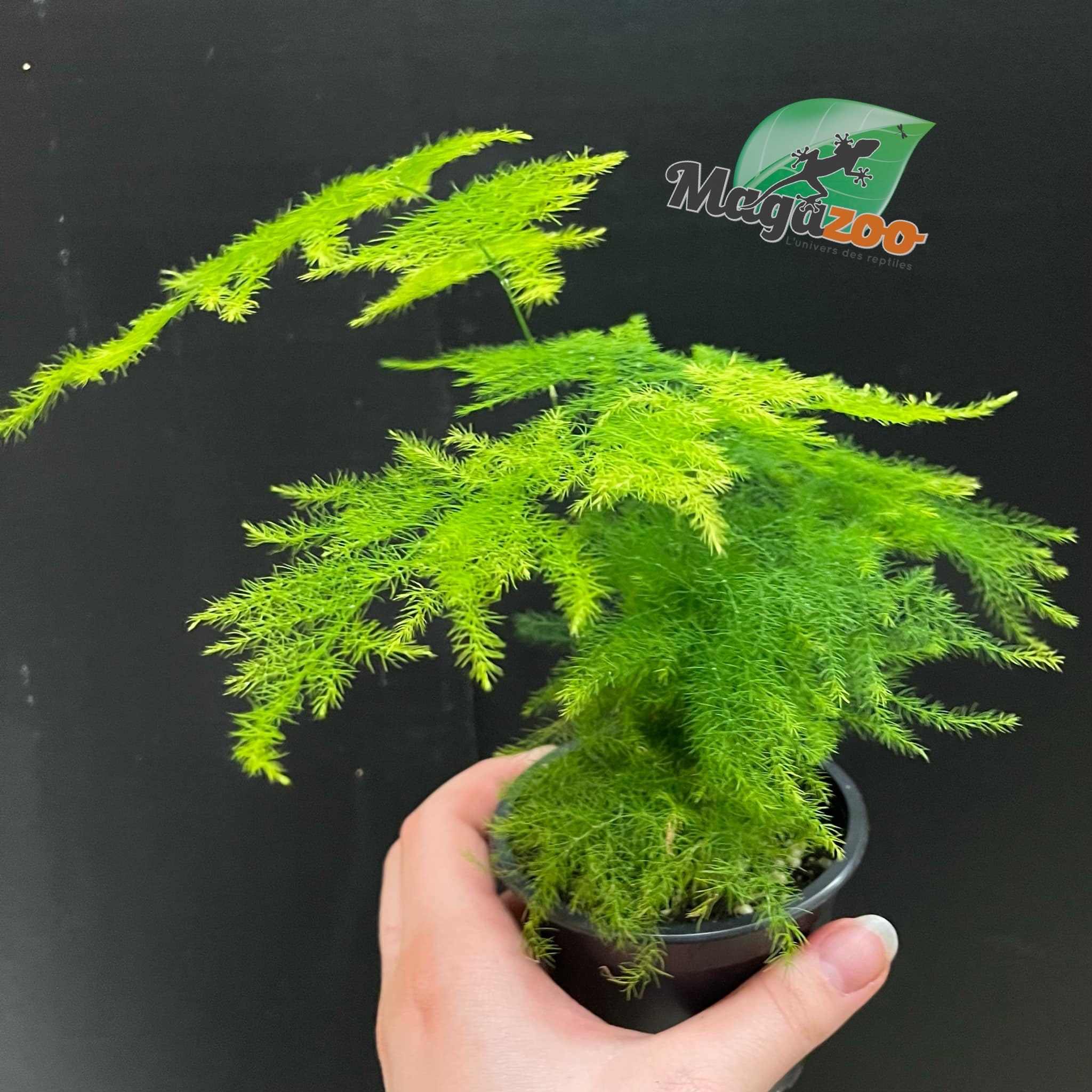 Magazoo Plante Asparagus Plumosus/Asparagus Fern/Asparagus 'Setaceus' 9cm