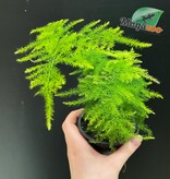 Magazoo Plante Asparagus Plumosus/Asparagus Fern/Asparagus 'Setaceus' 9cm