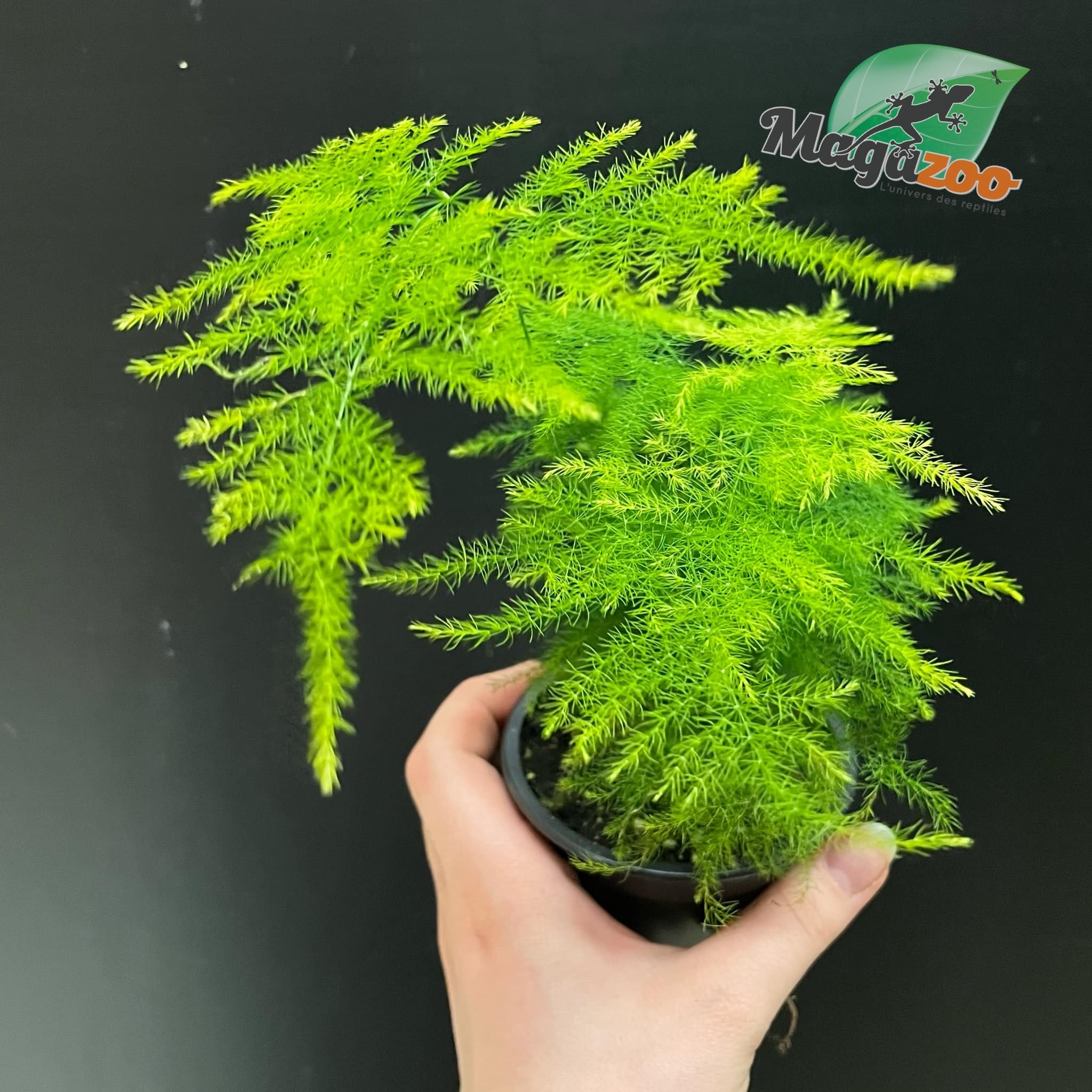 Magazoo Asparagus Plumosus/Asparagus Fern/Asparagus 'Setaceus'
