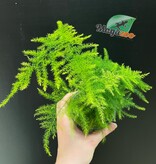 Magazoo Asparagus Plumosus/Asparagus Fern/Asparagus 'Setaceus'