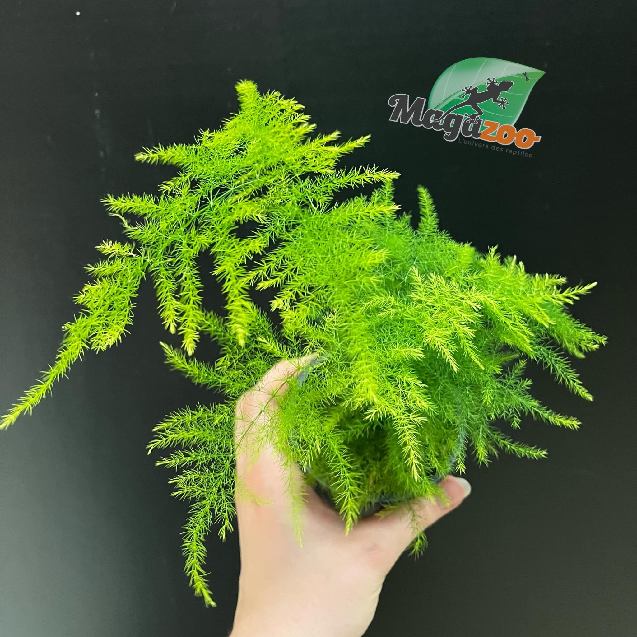 Magazoo Plante Asparagus Plumosus/Asparagus Fern/Asparagus 'Setaceus' 9cm
