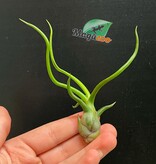 Magazoo Tillandsia Bulbosa Plant