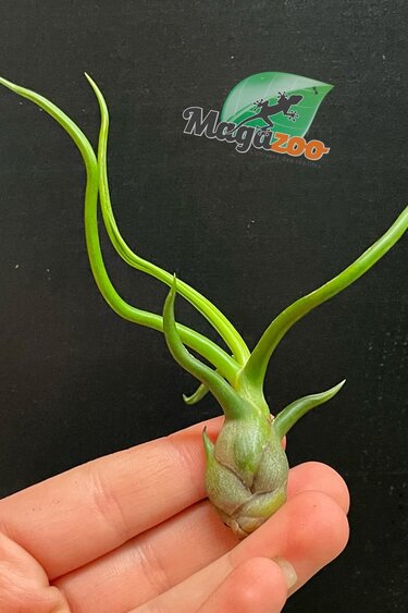 Magazoo Plante Tillandsia Bulbosa