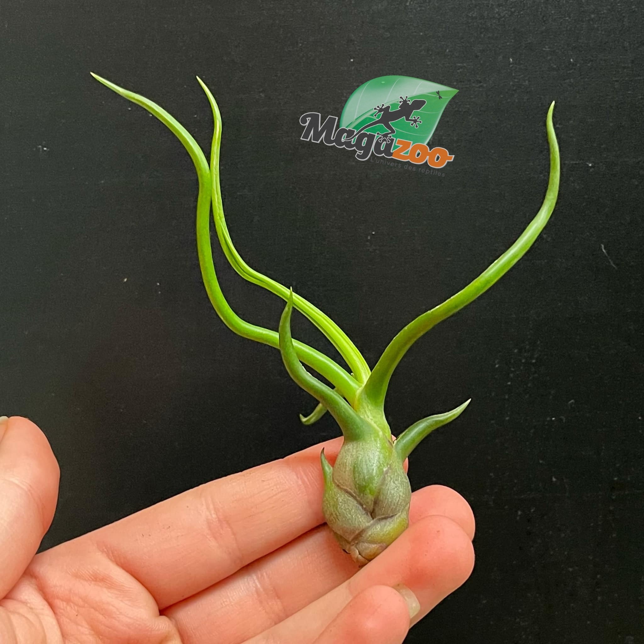 Magazoo Tillandsia Bulbosa Plant