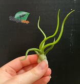 Magazoo Plante Tillandsia Bulbosa