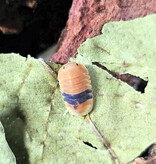 La Swamp Cloporte - Isopod Cubaris Amber ducky (3)