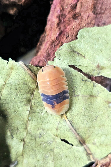 La Swamp Cloporte - Isopod Cubaris Amber ducky (3)