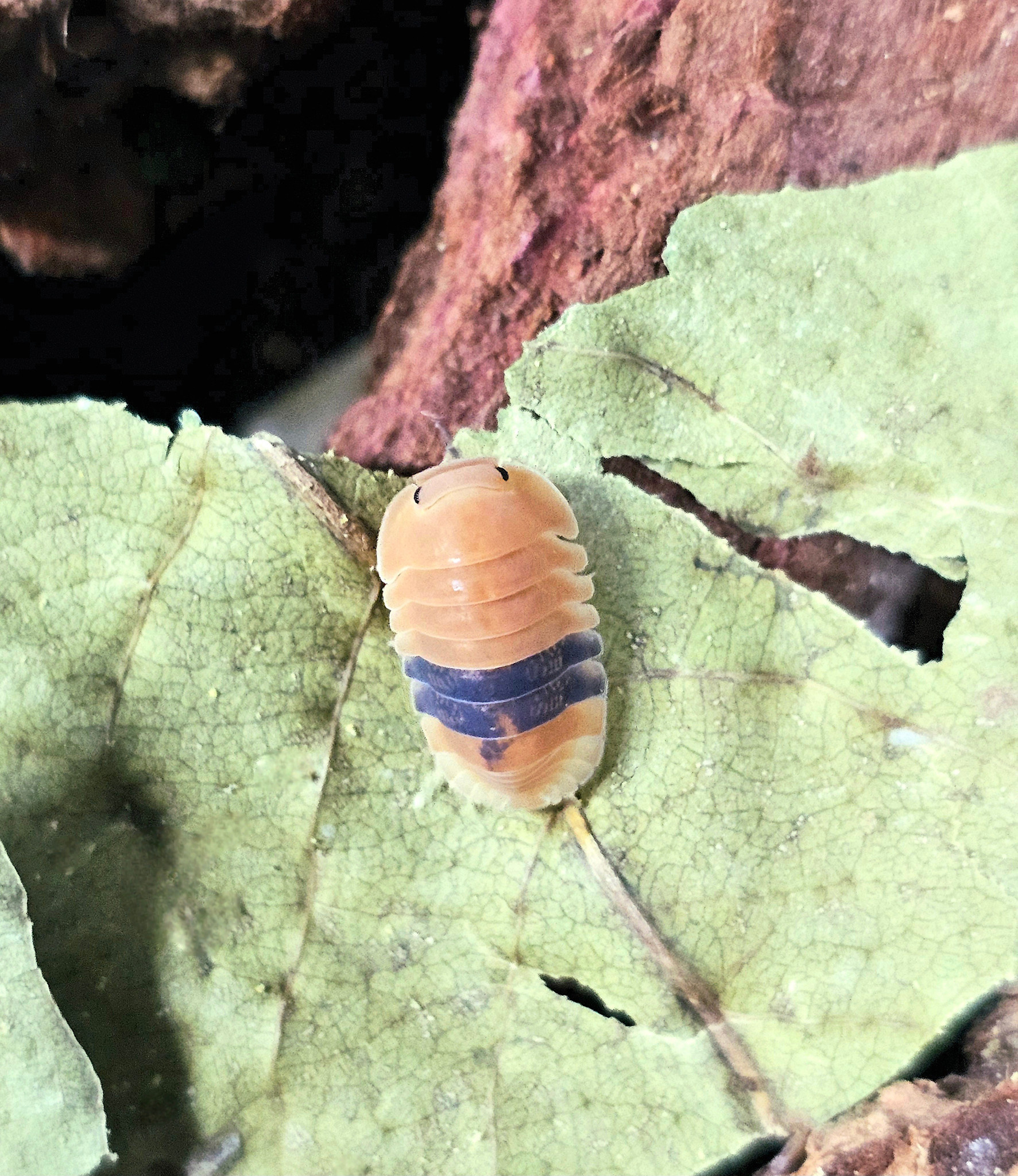 La Swamp Woodlice - Isopod Cubaris Amber ducky (3)