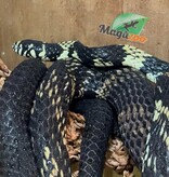 Magazoo Tiger rat snake male CB 2021