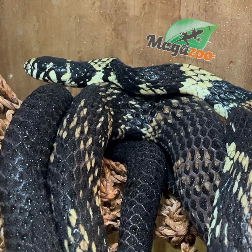 Magazoo Serpent ratier tigré (Tiger rat snake)  Mâle né en captivité  2021