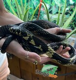 Magazoo Serpent ratier tigré (Tiger rat snake)  Mâle né en captivité  2021