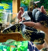 Magazoo Tiger rat snake male CB 2021