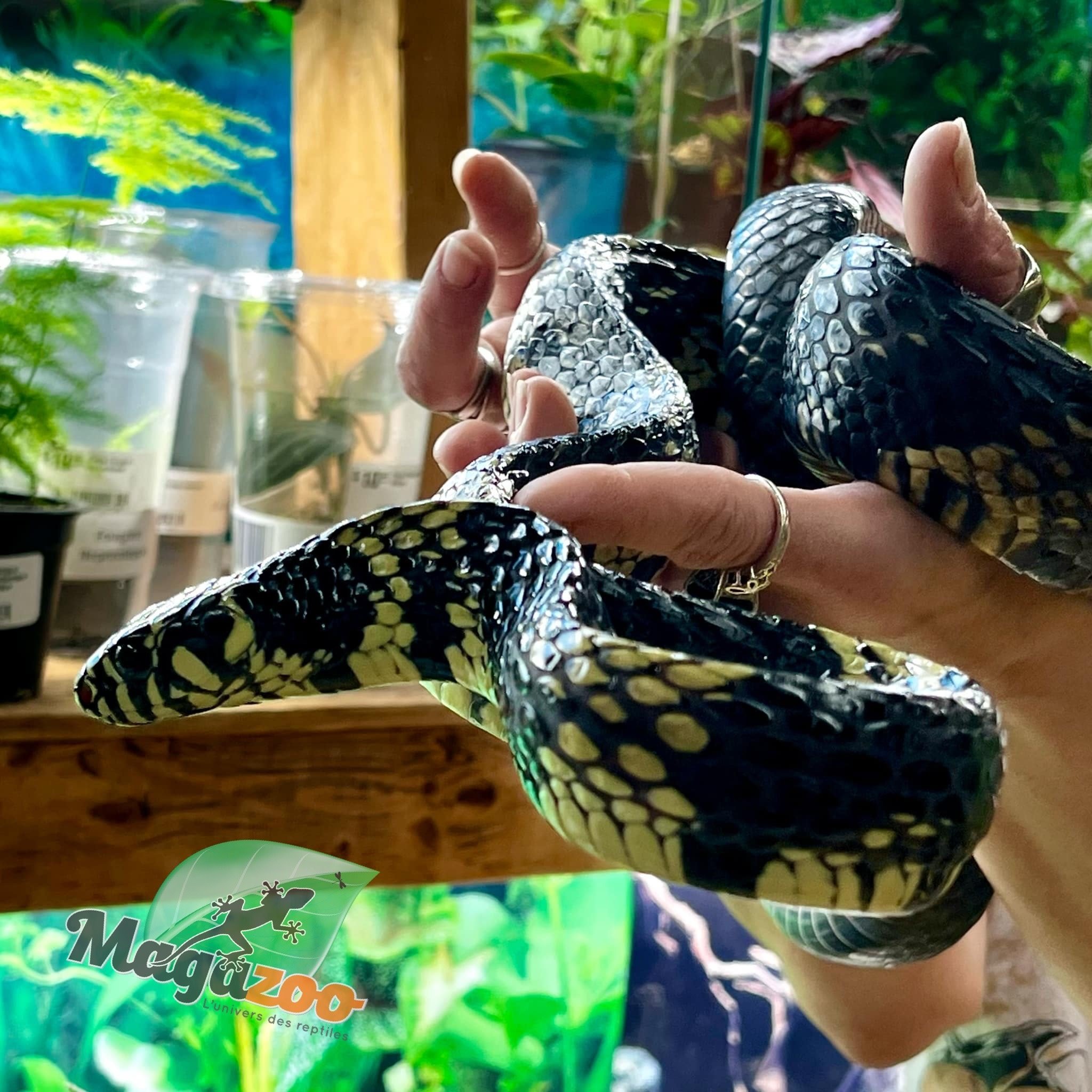 Magazoo Serpent ratier tigré (Tiger rat snake)  Mâle né en captivité  2021