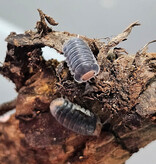 La Swamp Cloporte - Isopod Cubaris Pak Chong 3x