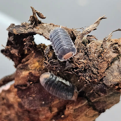 La Swamp Cloporte - Isopod Cubaris Pak Chong 3x