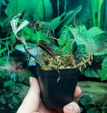 La Swamp Plante Cissus Amazonica