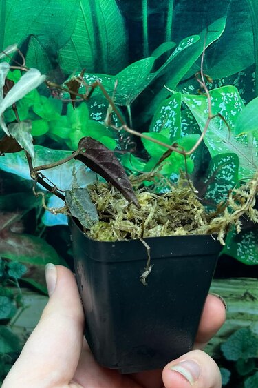 La Swamp Plante Cissus Amazonica